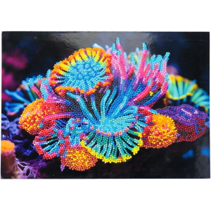 NICE - DIAMANTINY LEVEL UP ANEMONE