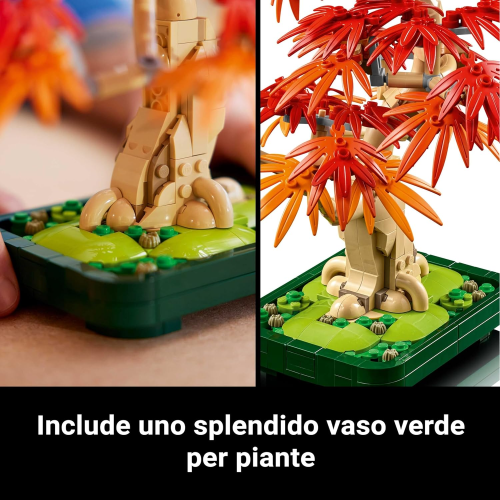 BOTANICALS- BONSAI DI ACERO