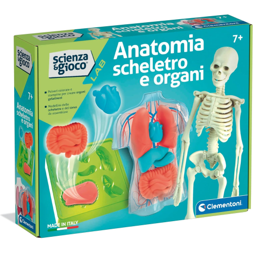 S&G - ANATOMIA SQUISHY