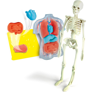 S&G - ANATOMIA SQUISHY