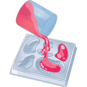 S&G - ANATOMIA SQUISHY