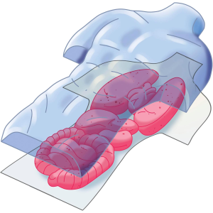 S&G - ANATOMIA SQUISHY