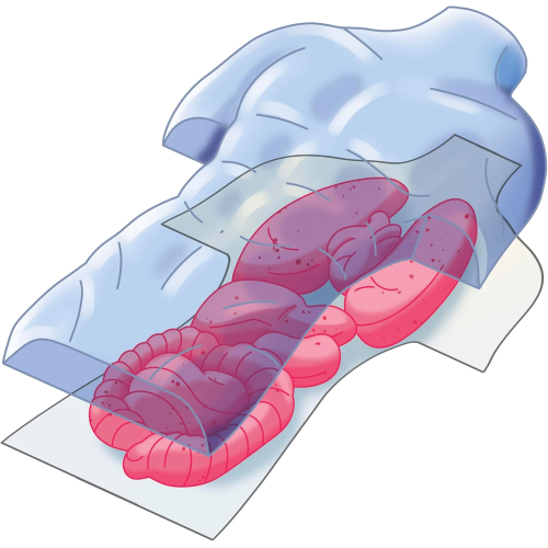 S&G - ANATOMIA SQUISHY