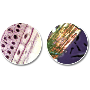 TELESCOPIO 50/60 & MICROSCOPIO 30 X