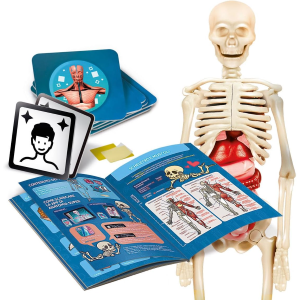 S&G - IL CORPO UMANO