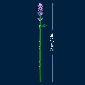 BOTANICALS- MARGHERITE