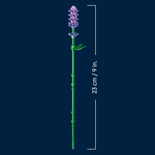 BOTANICALS- MARGHERITE