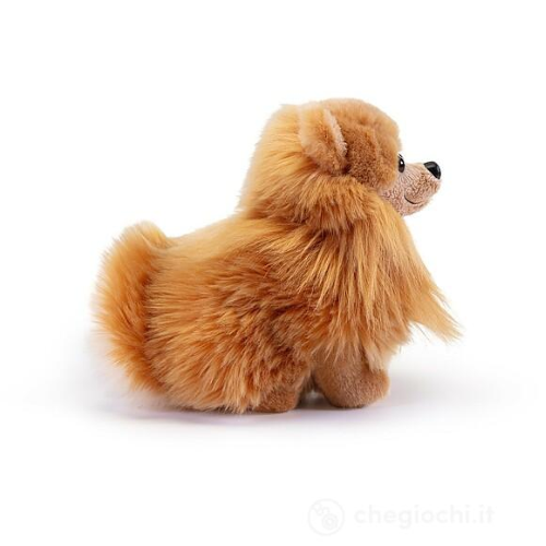 PEL.- POMERANIA BISCUIT  S