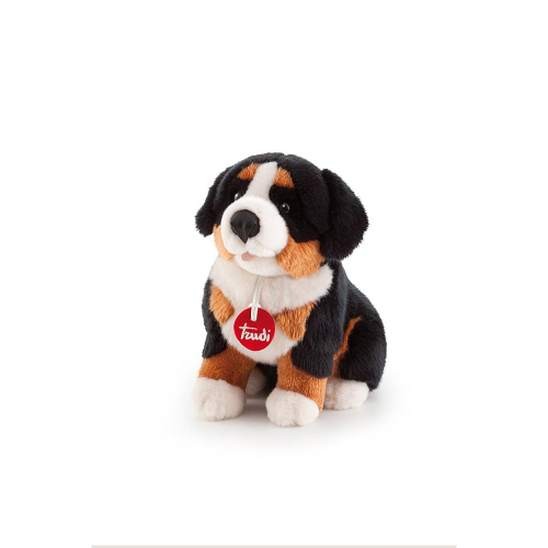 PEL.- BERNESE BRUCE CM.42