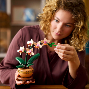 BOTANICALS- MINI ORCHIDEA