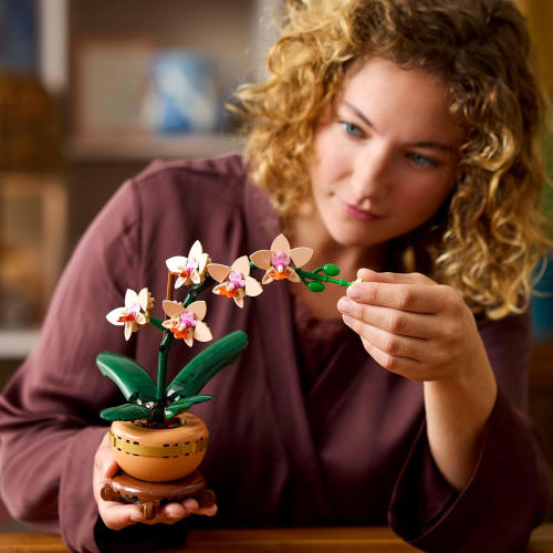 BOTANICALS- MINI ORCHIDEA
